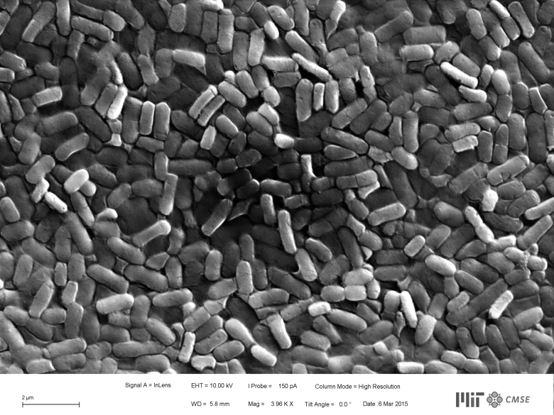 Microscopic view of the bio- hybrid film with Bacillus Subtilis Natto bacteria (Scanning Electron Microscope from MIT CMSE)